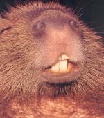 Wasserschwein